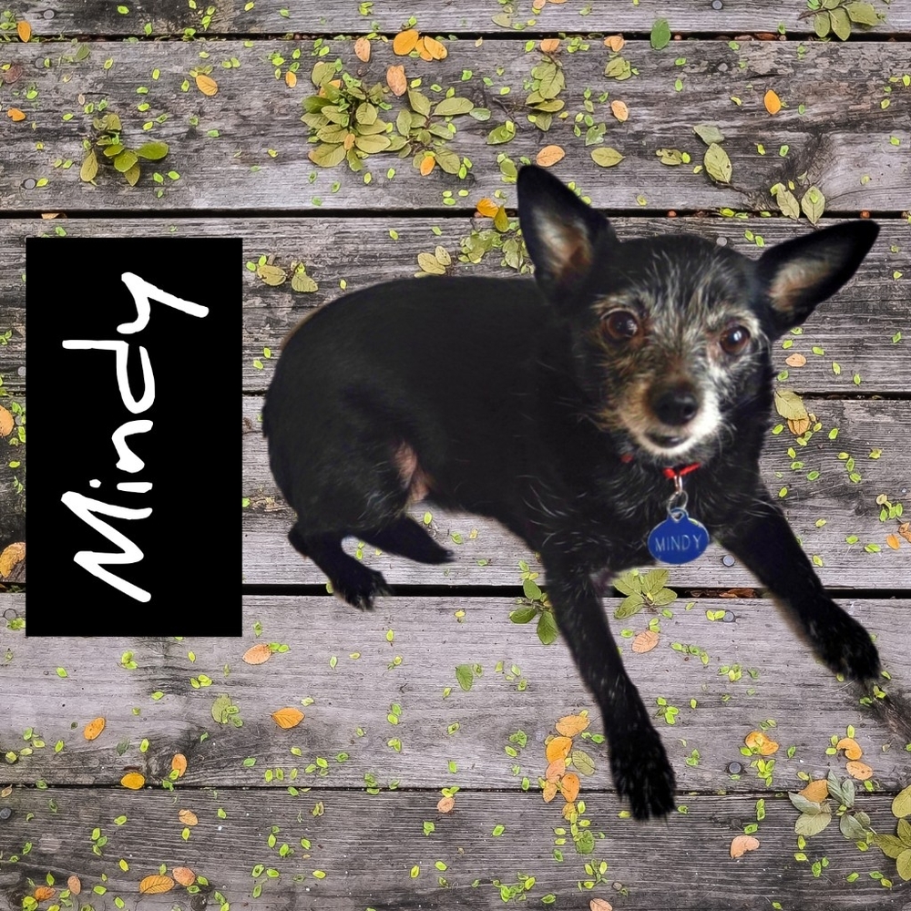 R.I.P. 5/6/24. My Furry Angel, Mindy is in my Heart. My Closet  is an Adventure.